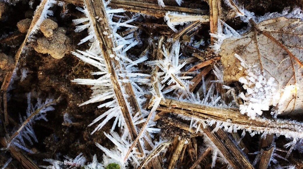 It's the small #WinterWonders my eyes alway find...