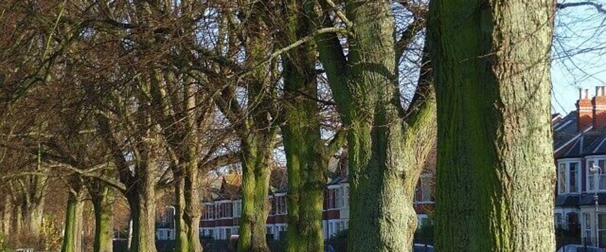 Palmer Park, Reading Trees at the southern edge of the park with houses on Palmer Park Avenue in the background.