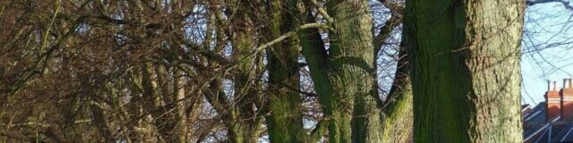 Palmer Park, Reading Trees at the southern edge of the park with houses on Palmer Park Avenue in the background.