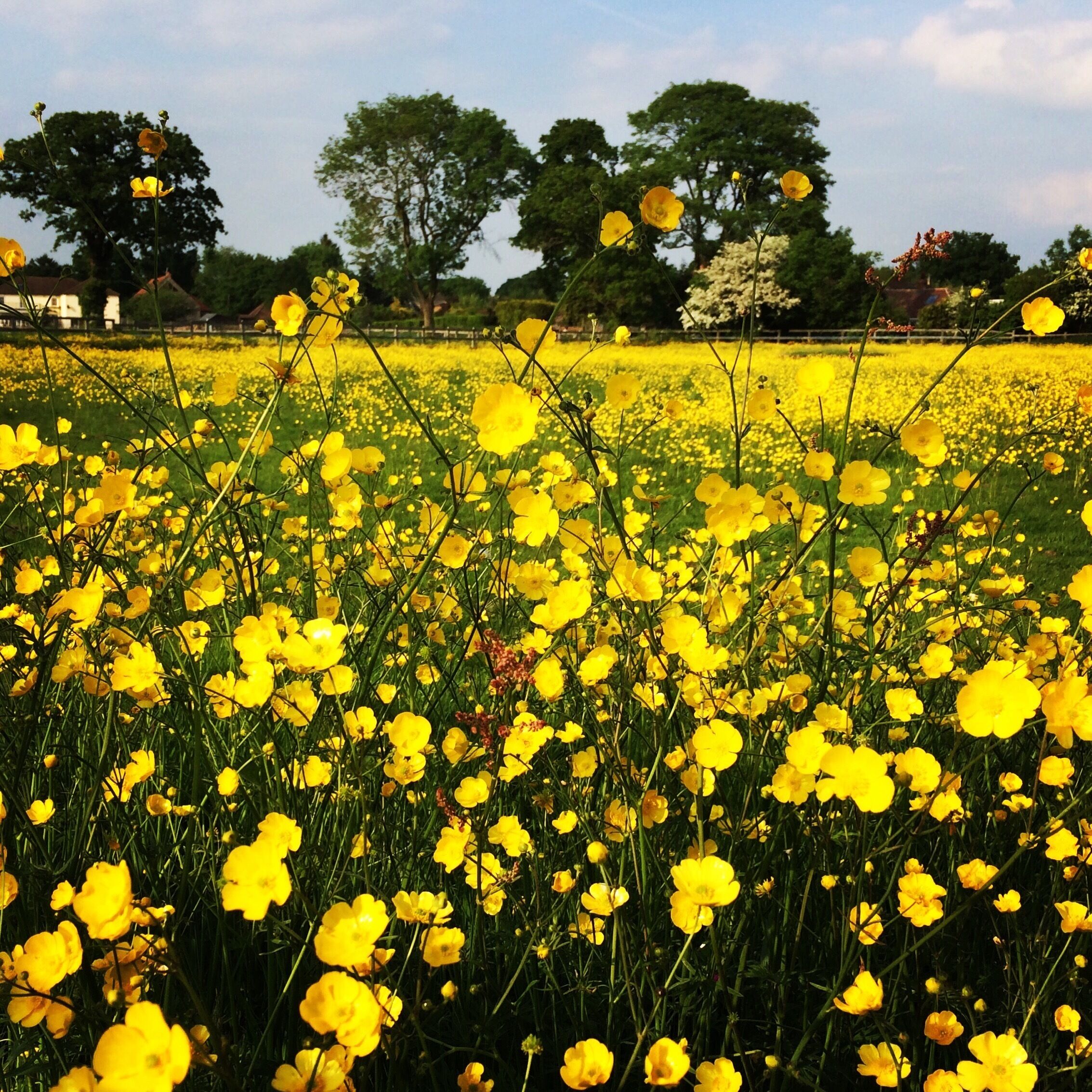 Buttercups, buttercups & millions more buttercups