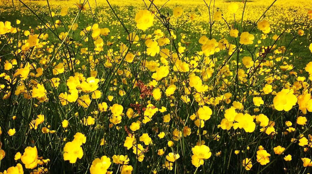 Buttercups, buttercups & millions more buttercups