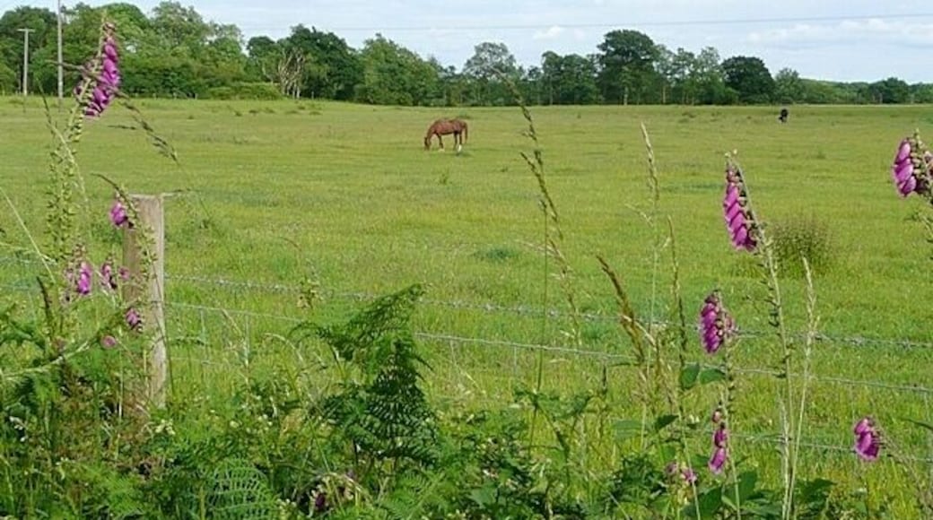 Pasture at Sulhampstead Abbots A peaceful rural scene, with foxgloves lining the field.