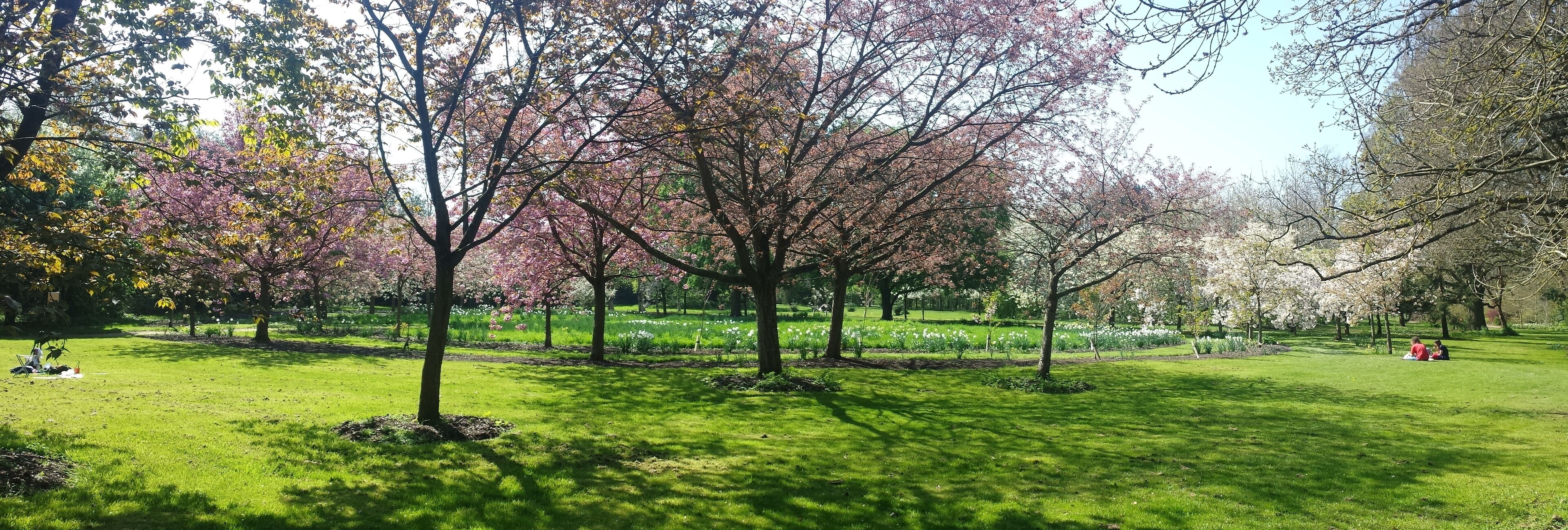 The Cherry tree circle at the Harris Garden on the Whiteknights Park campus of the University of Reading.