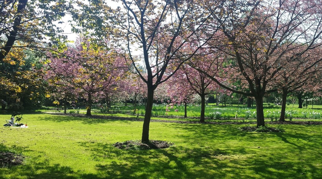 The Cherry tree circle at the Harris Garden on the Whiteknights Park campus of the University of Reading.