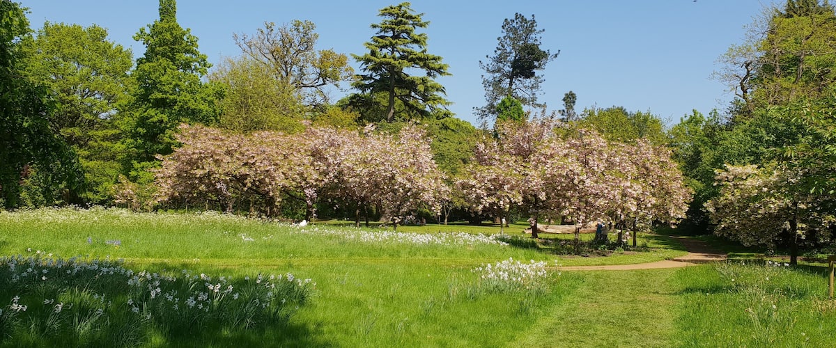 Harris Gardens, University of Reading. A view within the Harris Gardens, a botanic garden on the University of Reading's Whiteknight Campus, showing the Cherry Circle.