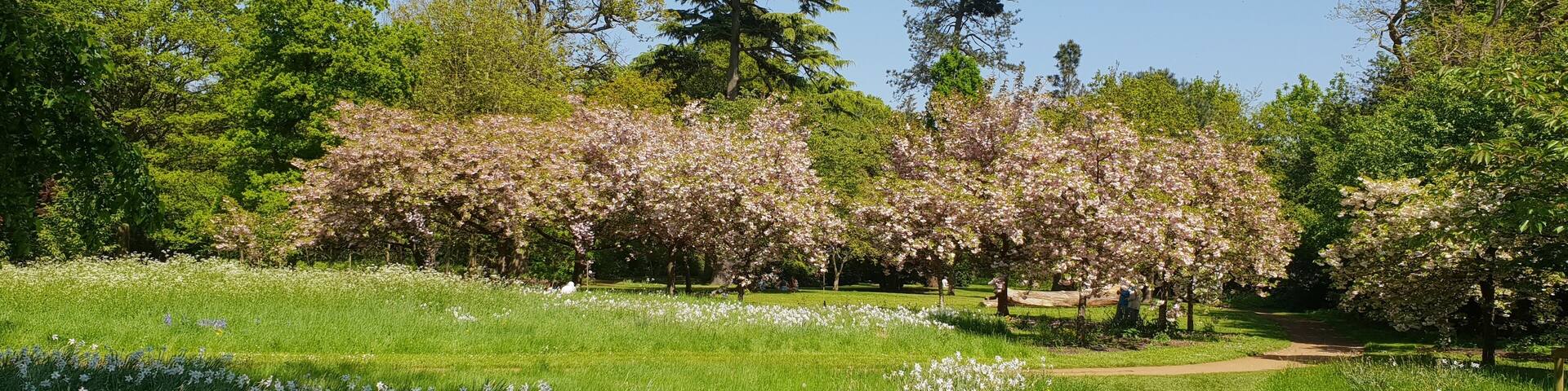 Harris Gardens, University of Reading. A view within the Harris Gardens, a botanic garden on the University of Reading's Whiteknight Campus, showing the Cherry Circle.