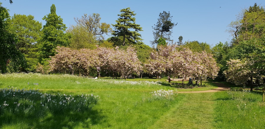 Harris Gardens, University of Reading. A view within the Harris Gardens, a botanic garden on the University of Reading's Whiteknight Campus, showing the Cherry Circle.
