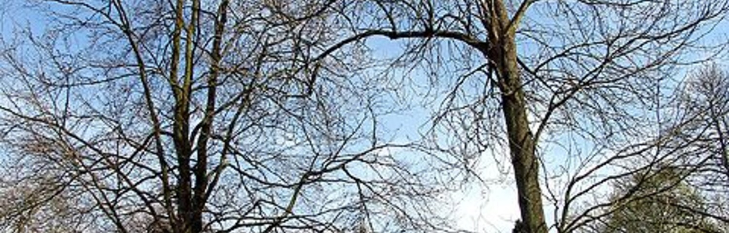 Um parque com árvores sem folhas e um edifício de tijolos vermelhos ao fundo.