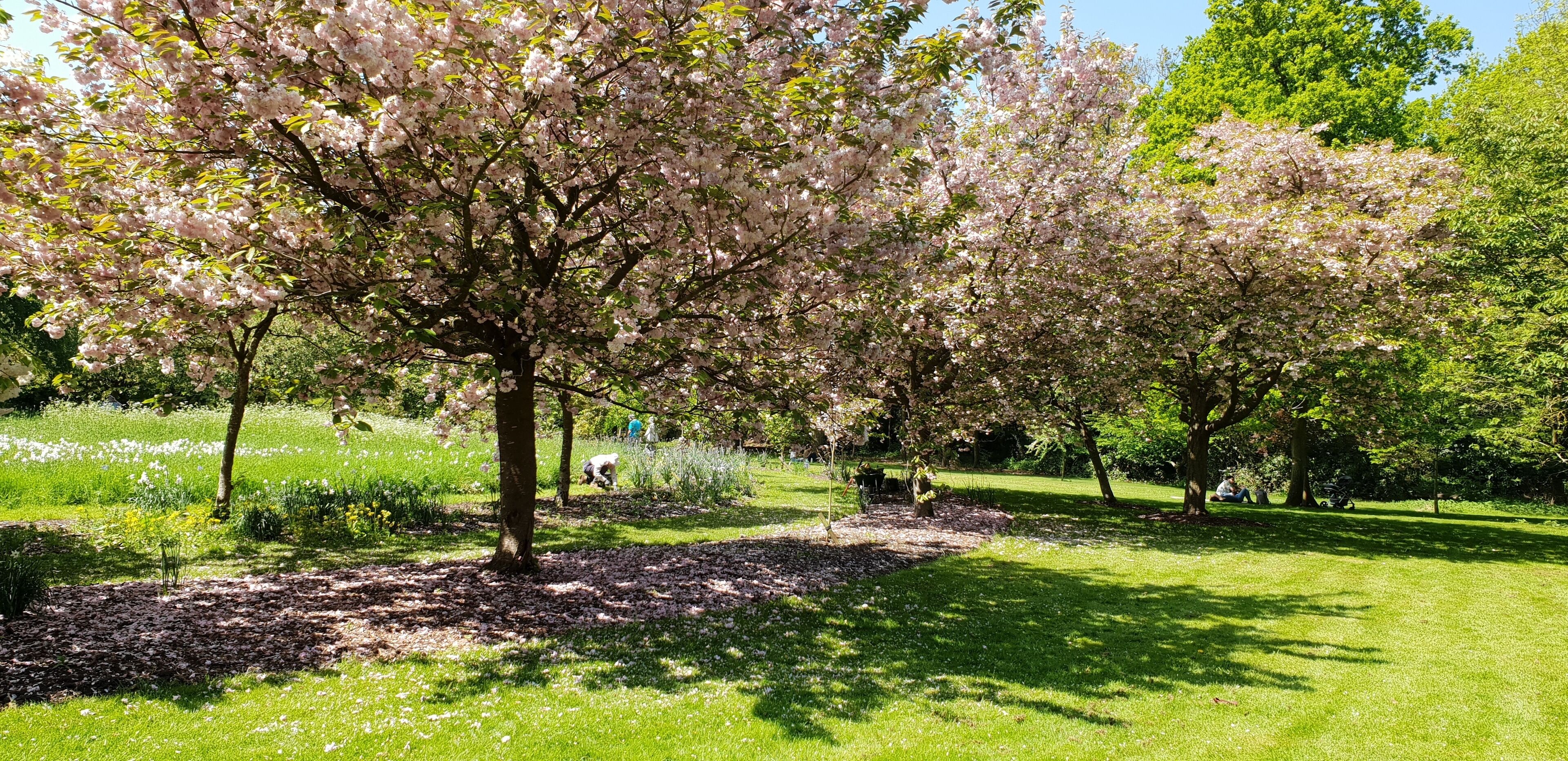 Harris Gardens, University of Reading. A view within the Harris Gardens, a botanic garden on the University of Reading's Whiteknight Campus, showing part of the Cherry Circle.