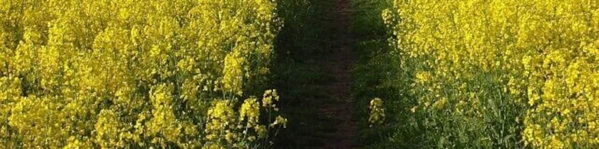 Footpath through oil-seed rape, Ruscombe The path heads south from Southbury Lane into Stanlake Park.