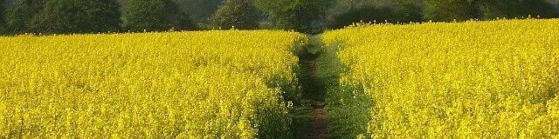 Footpath through oil-seed rape, Ruscombe The path heads south from Southbury Lane into Stanlake Park.