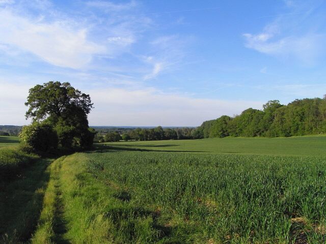Farmland, Aldermaston A crop of wheat with the public footpath to the left and Paices Wood to the right.