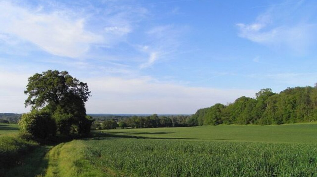 Farmland, Aldermaston A crop of wheat with the public footpath to the left and Paices Wood to the right.