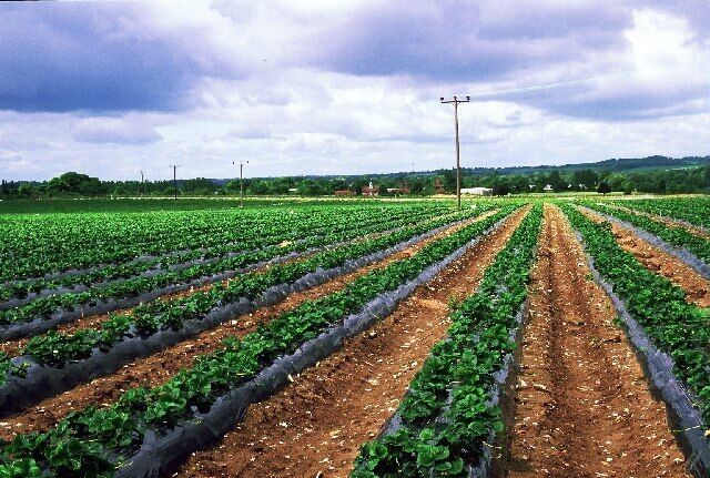 Sheeplands Farm - Strawberry Fields Forever. A field full of strawberries between Ruscombe and Wargrave. At the time the picture was taken, the first few early berries were just reaching delicious ripeness. Mmmm!