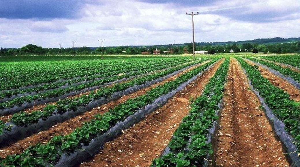 Sheeplands Farm - Strawberry Fields Forever. A field full of strawberries between Ruscombe and Wargrave. At the time the picture was taken, the first few early berries were just reaching delicious ripeness. Mmmm!