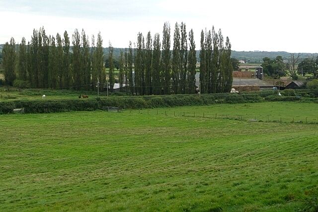 Towards Lambden's Farm The farm has a belt of poplars strangely on the north-east side, so they do not act as a windbreak. Sheep pasture on the slope here, arable land on the flat beyond.