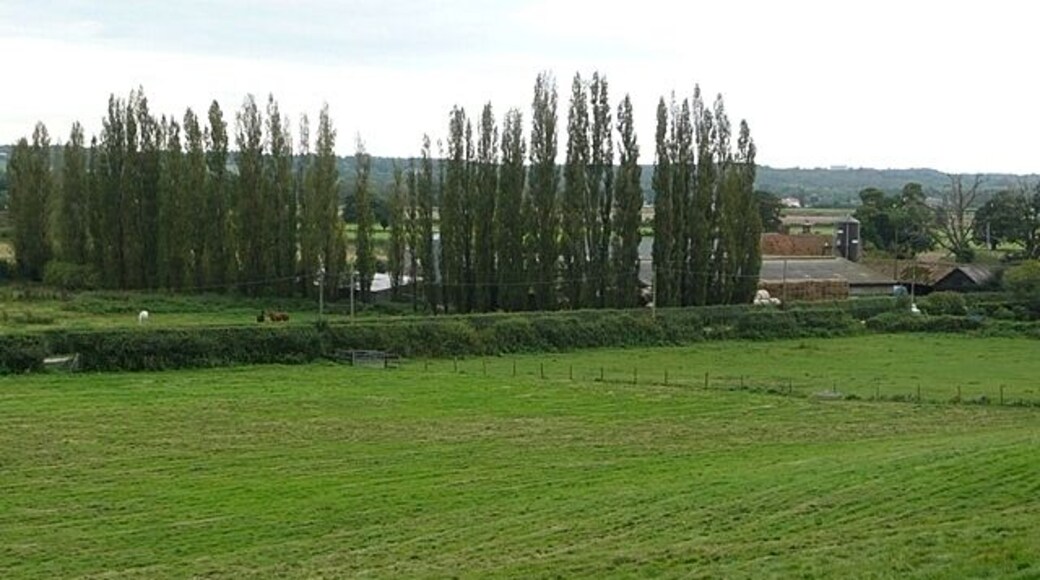 Towards Lambden's Farm The farm has a belt of poplars strangely on the north-east side, so they do not act as a windbreak. Sheep pasture on the slope here, arable land on the flat beyond.