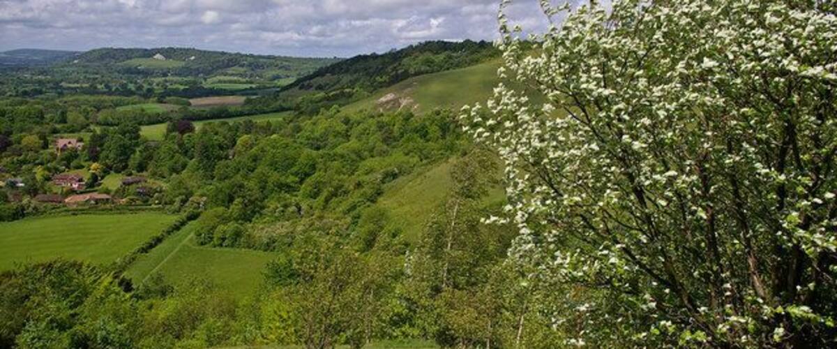 A lush green valley with rolling hills, a flowering tree, and a distant village.