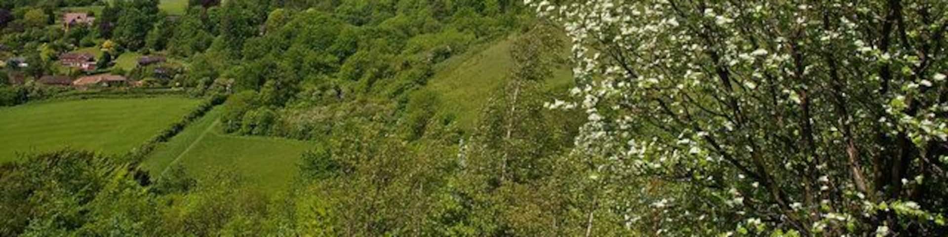A lush green valley with rolling hills, a flowering tree, and a distant village.