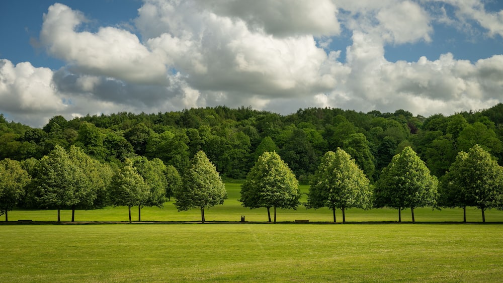 Ein grasbewachsenes Feld mit einer Baumreihe und einem bewaldeten Hügel im Hintergrund.