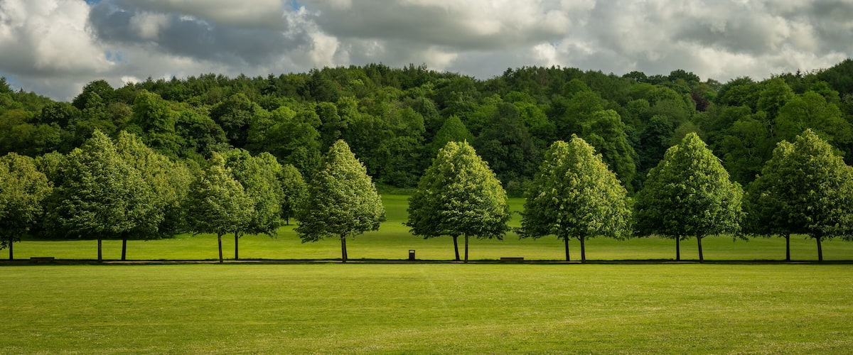 A grassy field with a row of trees and a forested hill in the background.