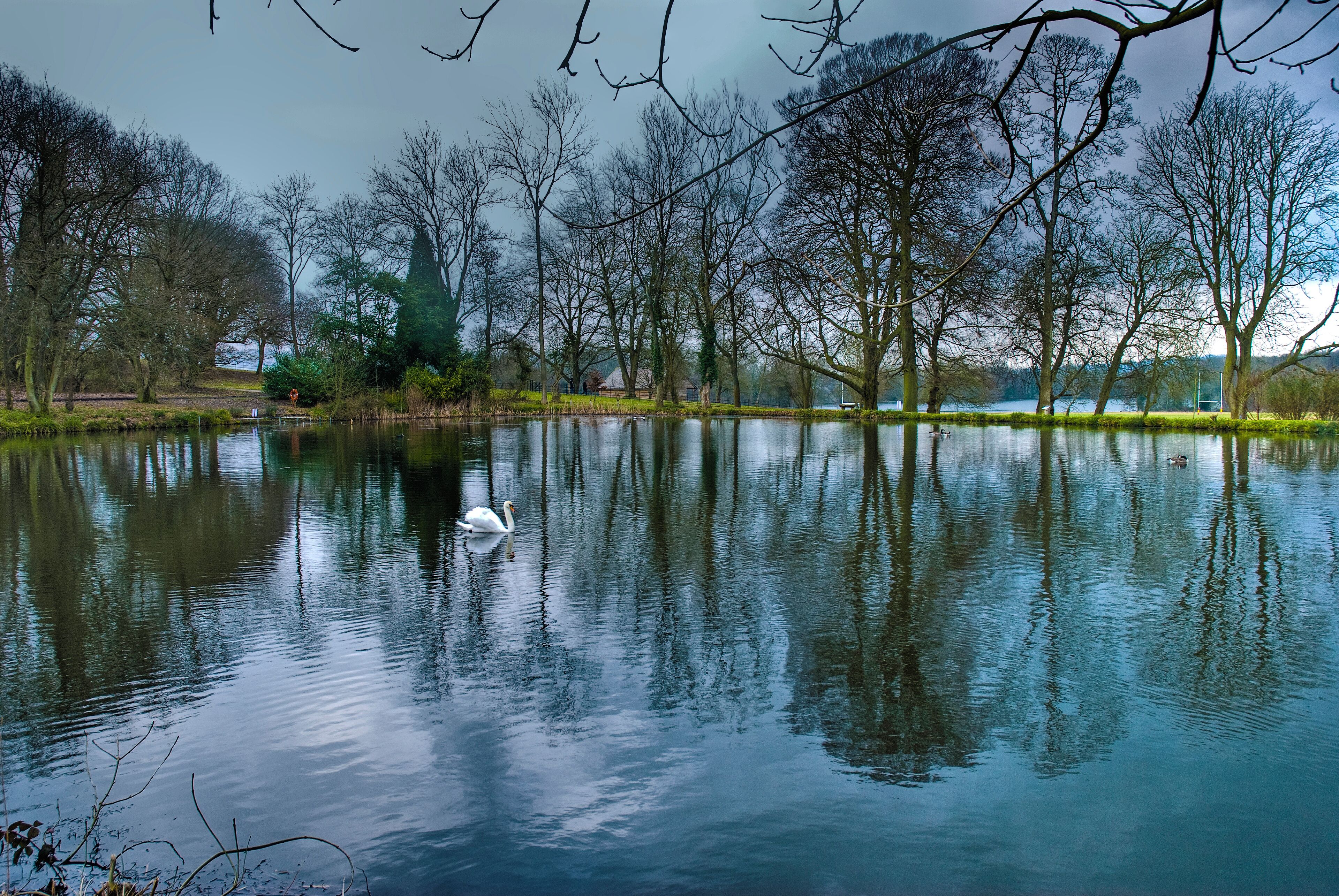 A calm lake with a swan swimming, surrounded by trees and a distant building.