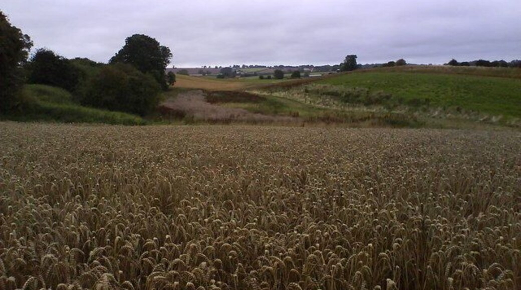 Arable Fields Crops in various states in the fields surrounding Union House.