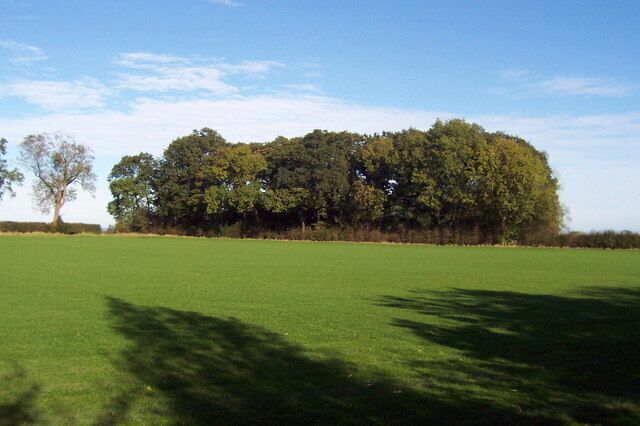 Copse, Scotch Corner Small group of trees seen from the Services at Scotch Corner, just beyond the car park