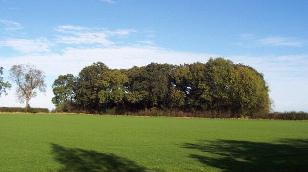 Copse, Scotch Corner Small group of trees seen from the Services at Scotch Corner, just beyond the car park