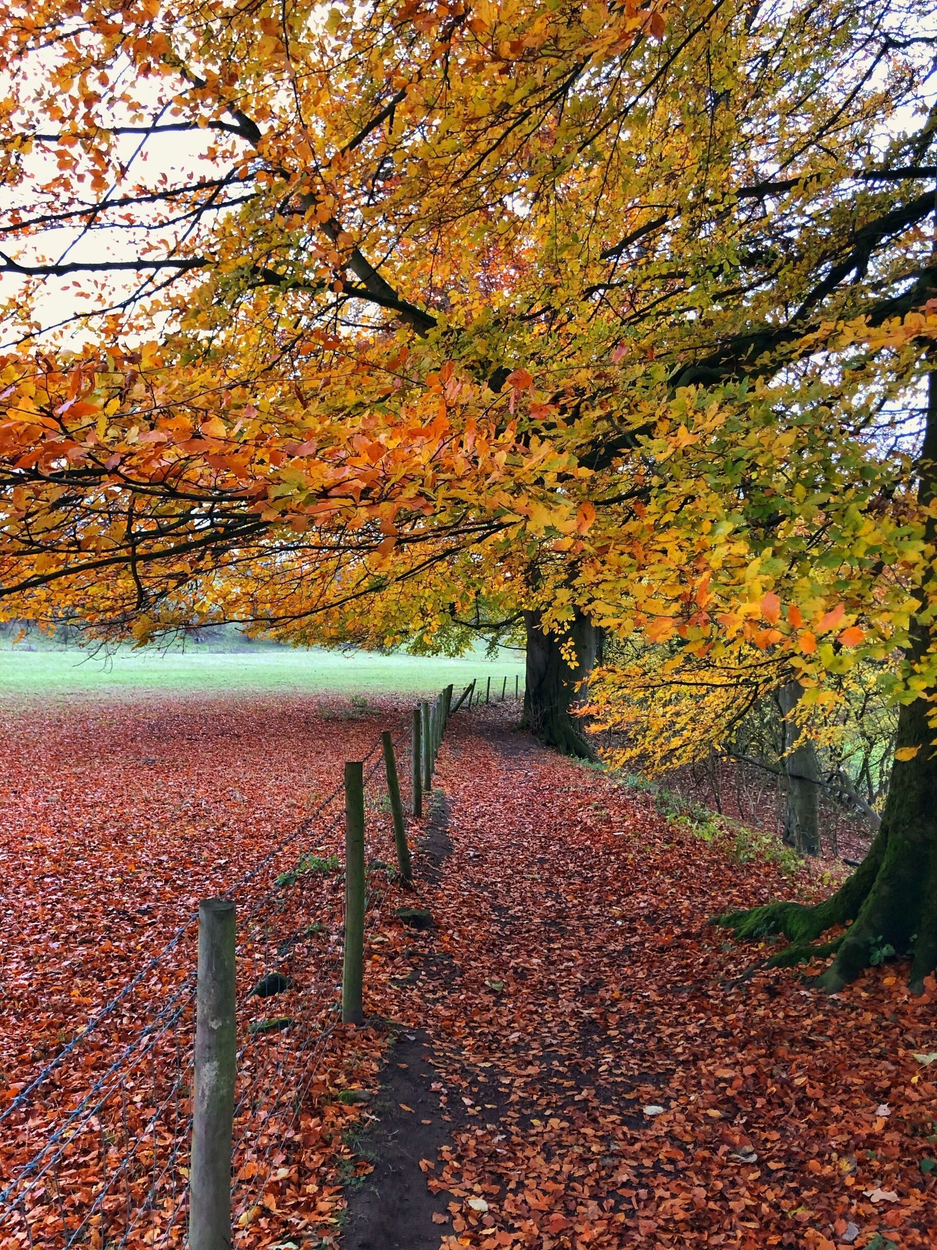There is never a more beautiful time of the year than the golden colours of Autumn