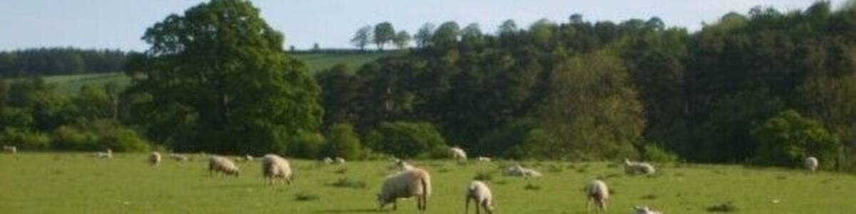 Sheep grazing at the edge of the River Ure Although rainfall has been low, there is still enough grass for this flock.