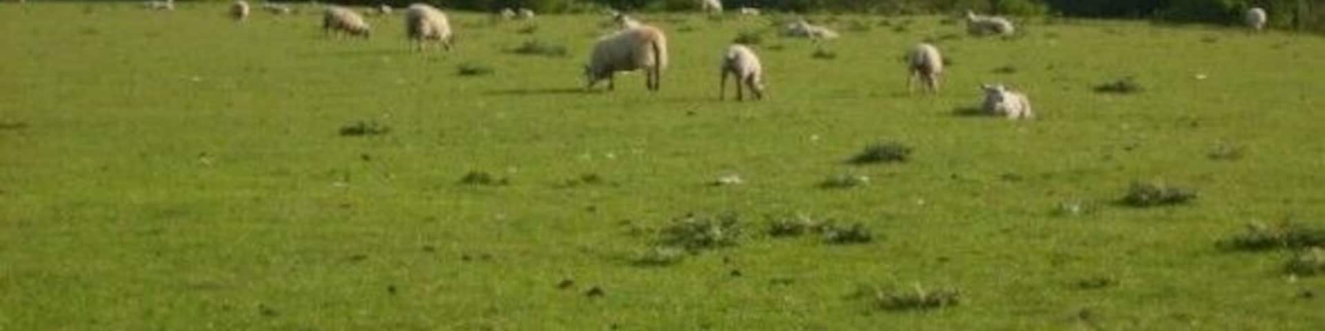 Sheep grazing at the edge of the River Ure Although rainfall has been low, there is still enough grass for this flock.