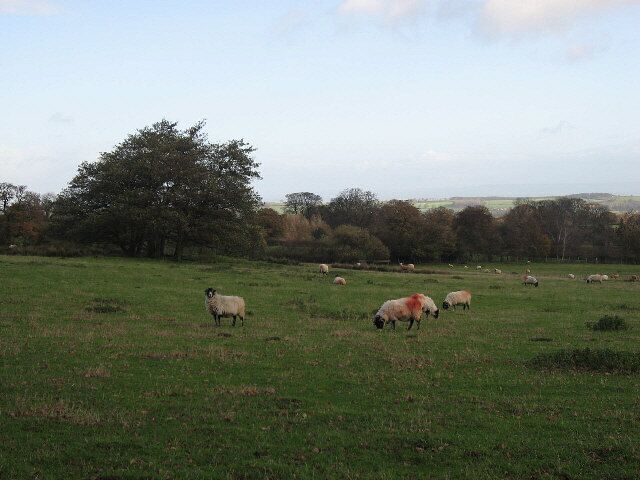Red Rumped Sheep Some of the sheep, in a field near Howe Farm, appear to have received more than their fair share of red dye.