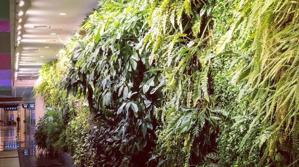 The “living wall” inside Birmingham-Shuttlesworth Airport filled with vegetation that grows in Alabama. This is so cool, I stared at it for at least 15 minutes examining all the different types of plants. I want this in my house!