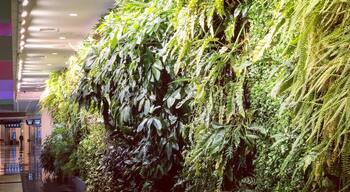 The “living wall” inside Birmingham-Shuttlesworth Airport filled with vegetation that grows in Alabama. This is so cool, I stared at it for at least 15 minutes examining all the different types of plants. I want this in my house!