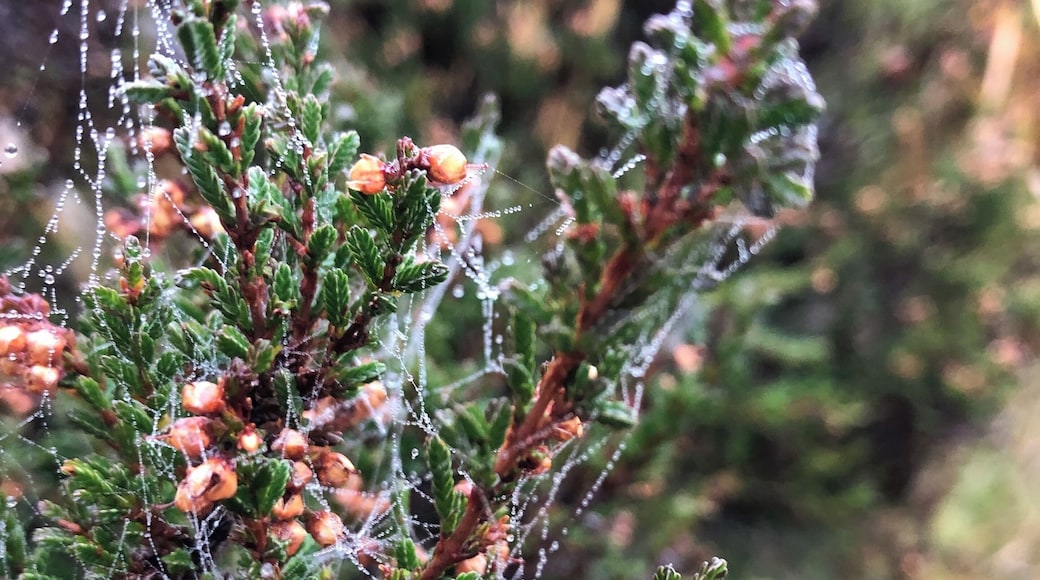 Autumn hit - Healy Dell Nature Reserve