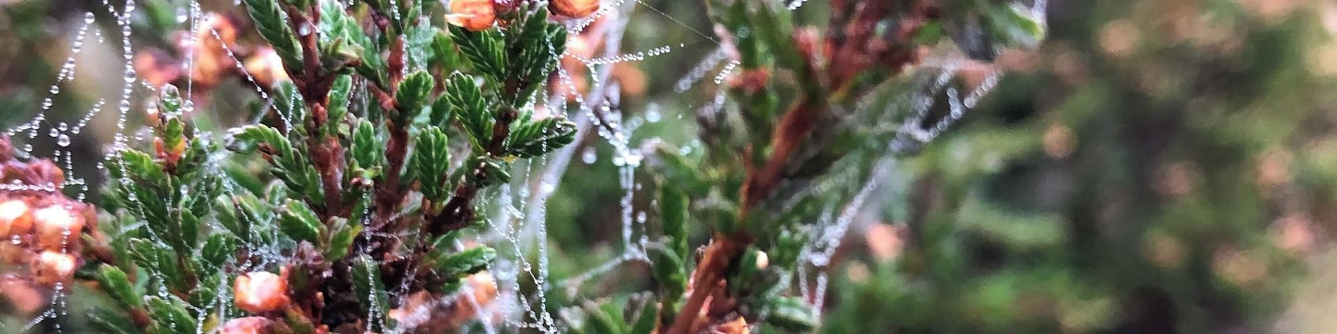 Autumn hit - Healy Dell Nature Reserve