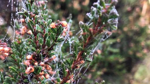 Autumn hit - Healy Dell Nature Reserve