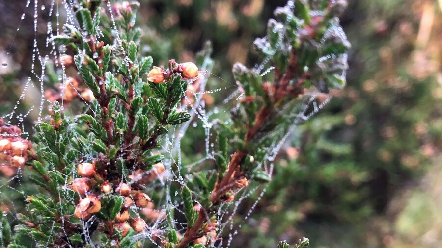 Autumn hit - Healy Dell Nature Reserve