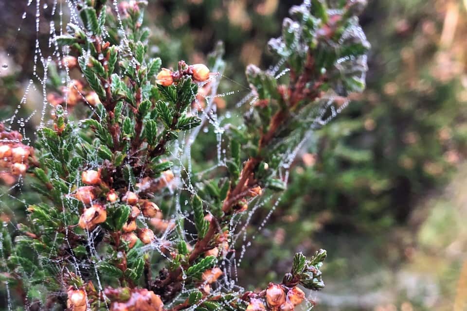 A close-up of a plant with green leaves and small orange berries, covered in dew and spider webs.