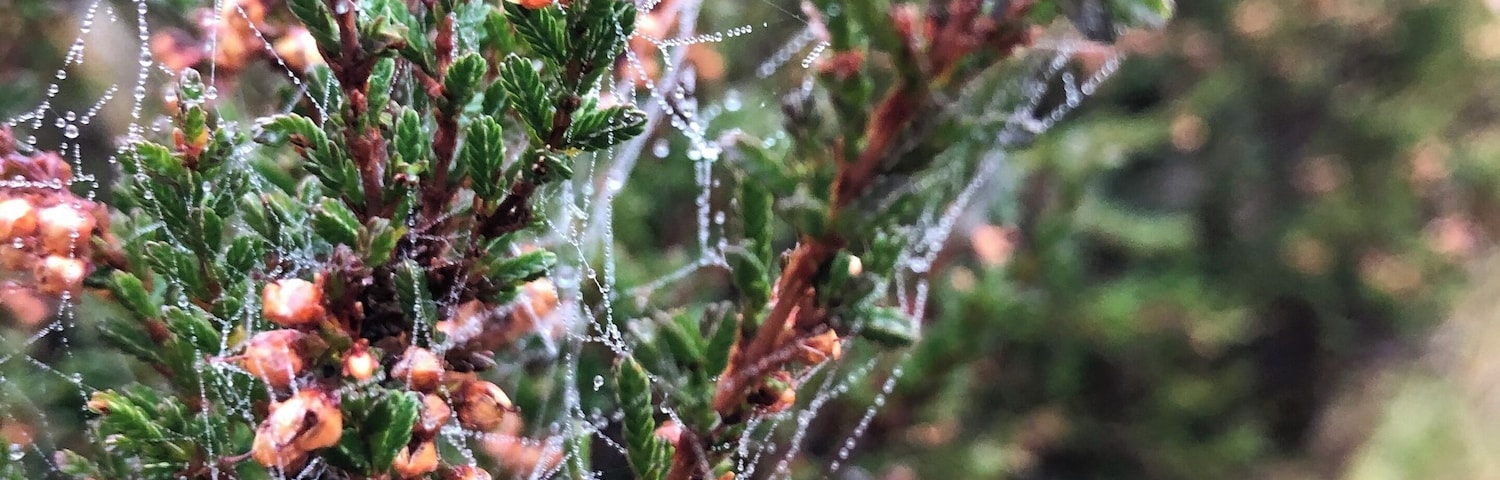 Autumn hit - Healy Dell Nature Reserve