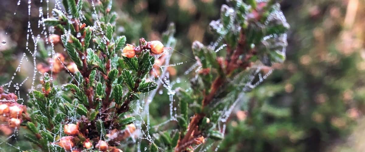 A close-up of a plant with green leaves and small orange berries, covered in dew and spider webs.