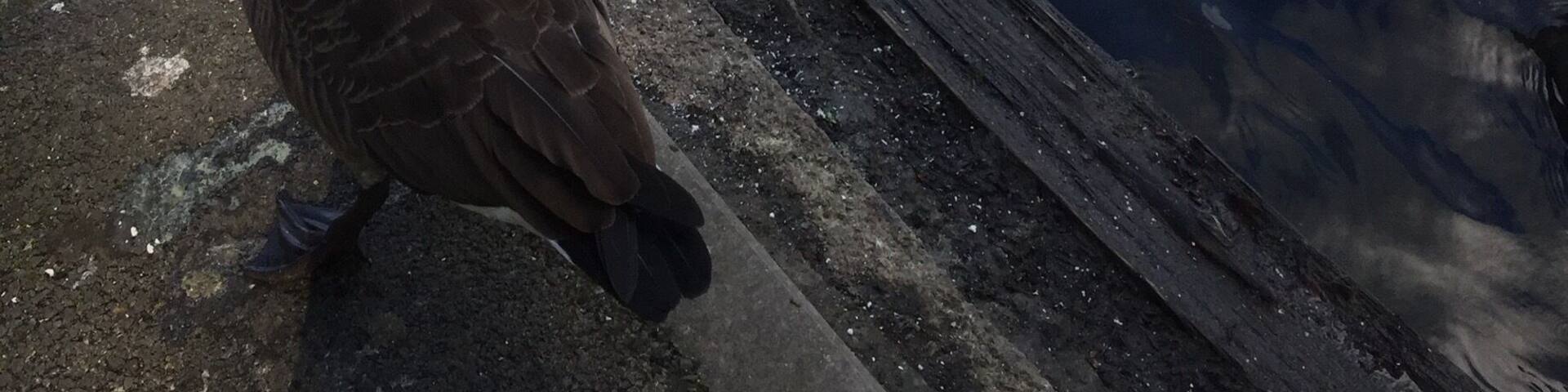 Feeding the ducks and swans