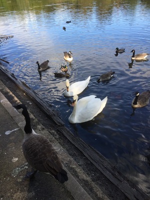 Un estanque con patos y gansos.