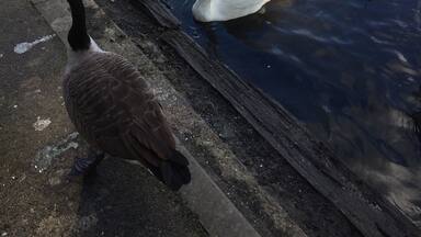 Feeding the ducks and swans