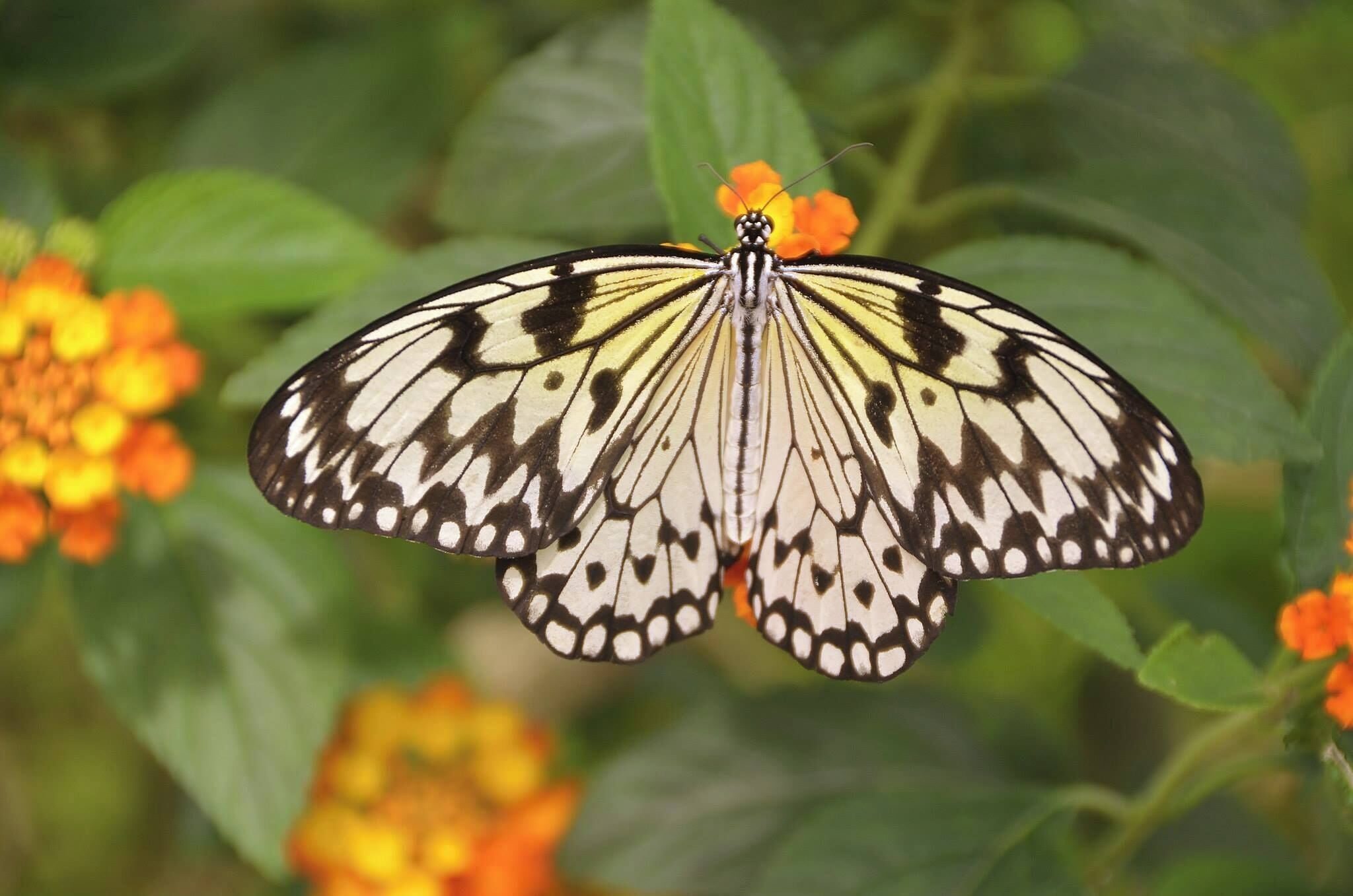 Whitchurch, Ross-on-Wye. UK 