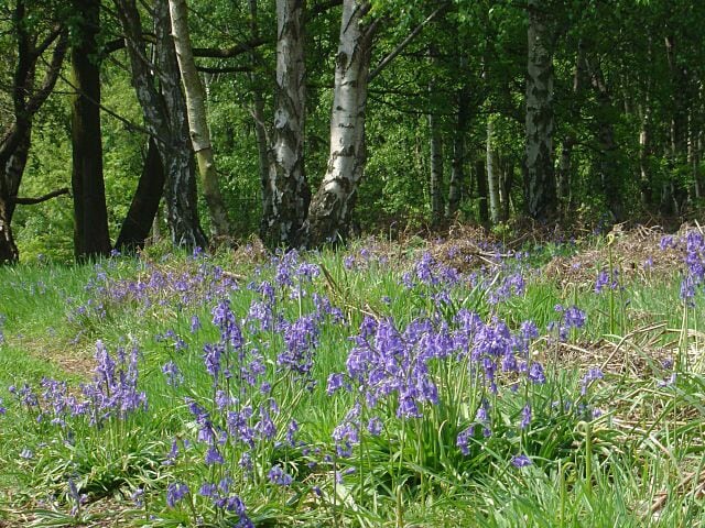 Canklow Wood - bluebells Bluebells thriving in an open area of the woodland