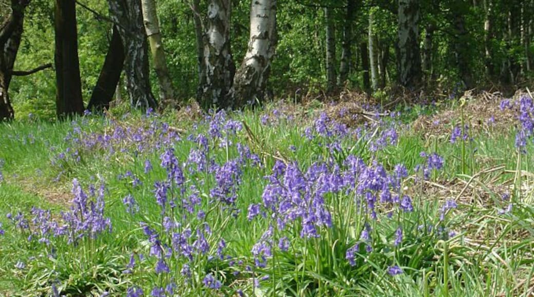 Canklow Wood - bluebells Bluebells thriving in an open area of the woodland