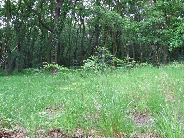 Canklow Wood. Taken at the southern edge of this ancient woodland. At the summit (to the north and east) of the site, there are the remains of a Bronze Age settlement