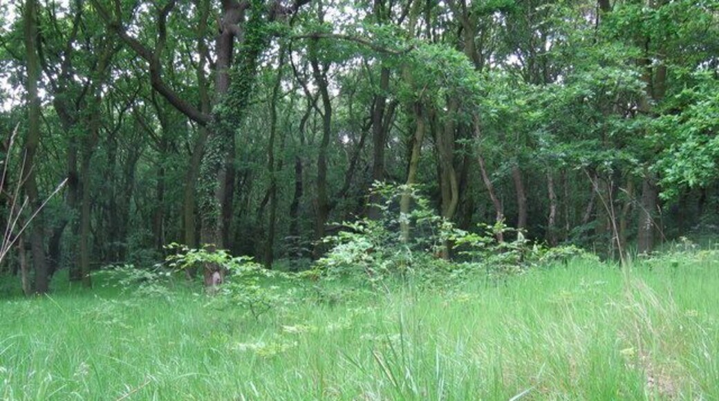 Canklow Wood. Taken at the southern edge of this ancient woodland. At the summit (to the north and east) of the site, there are the remains of a Bronze Age settlement